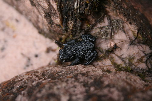 Oreophrynella nigra